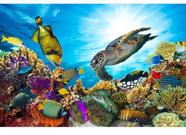 Ocean Turtle Fish Laminated Vinyl Cover Self-Adhesive for Desk and Tables