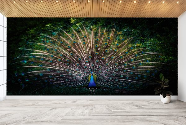 Colourful Peacock Theme Dark Wall Mural Photo Wallpaper UV Print Decal Art Décor
