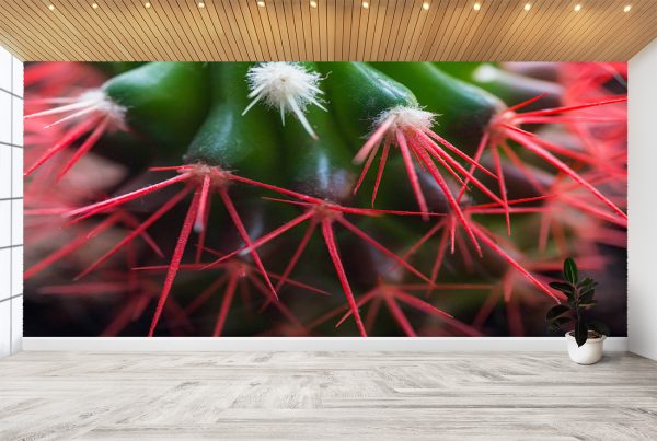 Cactus Red Needles Nature Wall Mural Photo Wallpaper UV Print Decal Art Décor