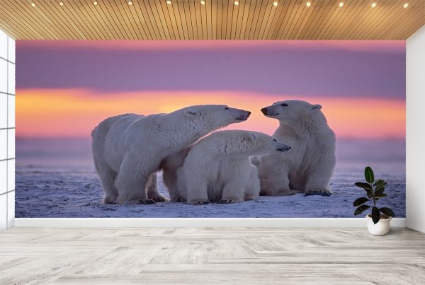 Polar Bear's Family in Nature Wall Mural Photo Wallpaper UV Decal Art Décor